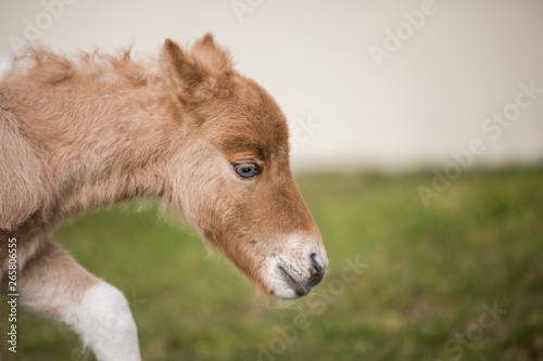 Pferd Pony Mini Shetlandpony Fohlen Schecke