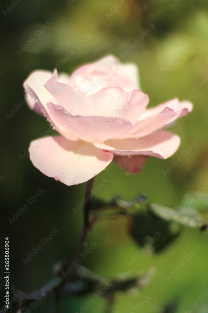 pink rose with drops of water