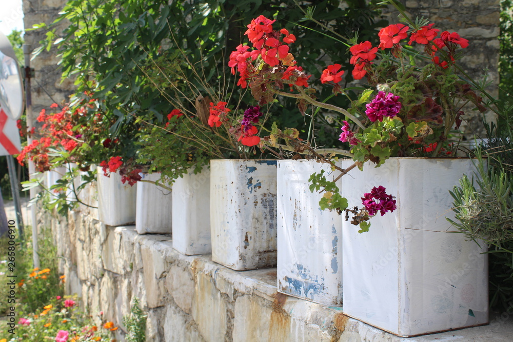 Naklejka premium flowers in a pot