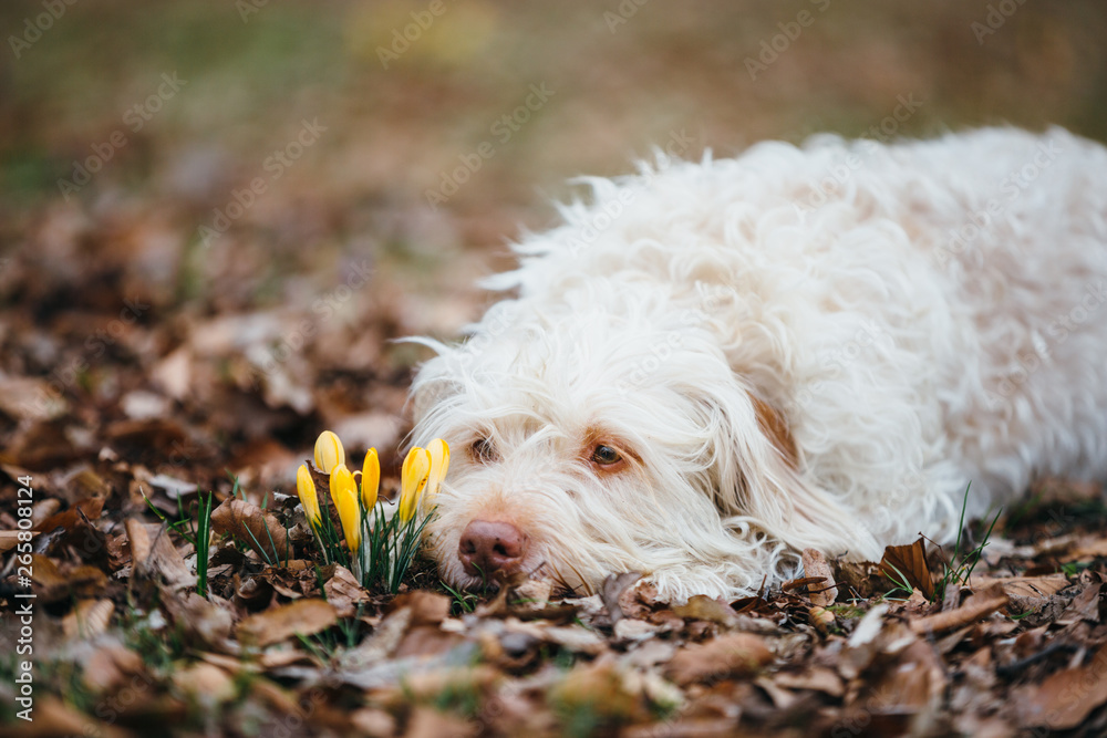 Hund Mischlingshündin im Frühling mit Krokussen
