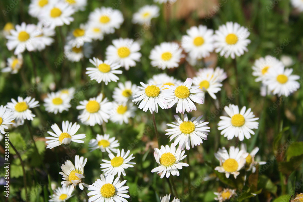 Fototapeta premium Common daisies background. Bellis perennis flowers in springtime