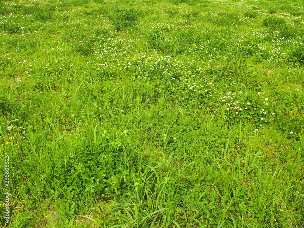 シロツメクサ咲く野原風景