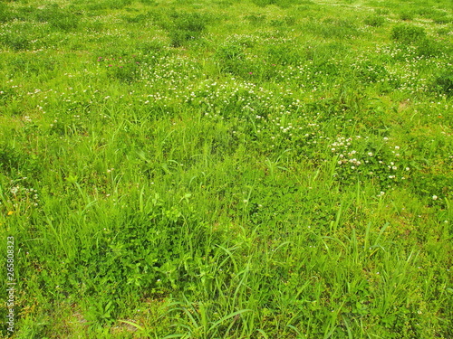 シロツメクサ咲く野原風景