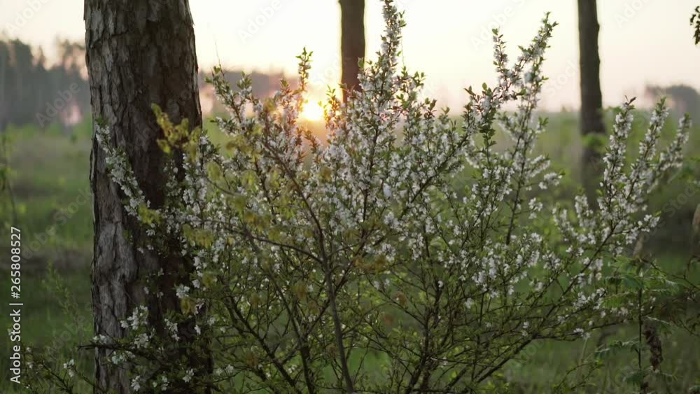 Flowering bush of cherry in the forest on the background of the meadow and the rising sun. Flowering bush of cherry in the forest on the background of the meadow and the rising sun.