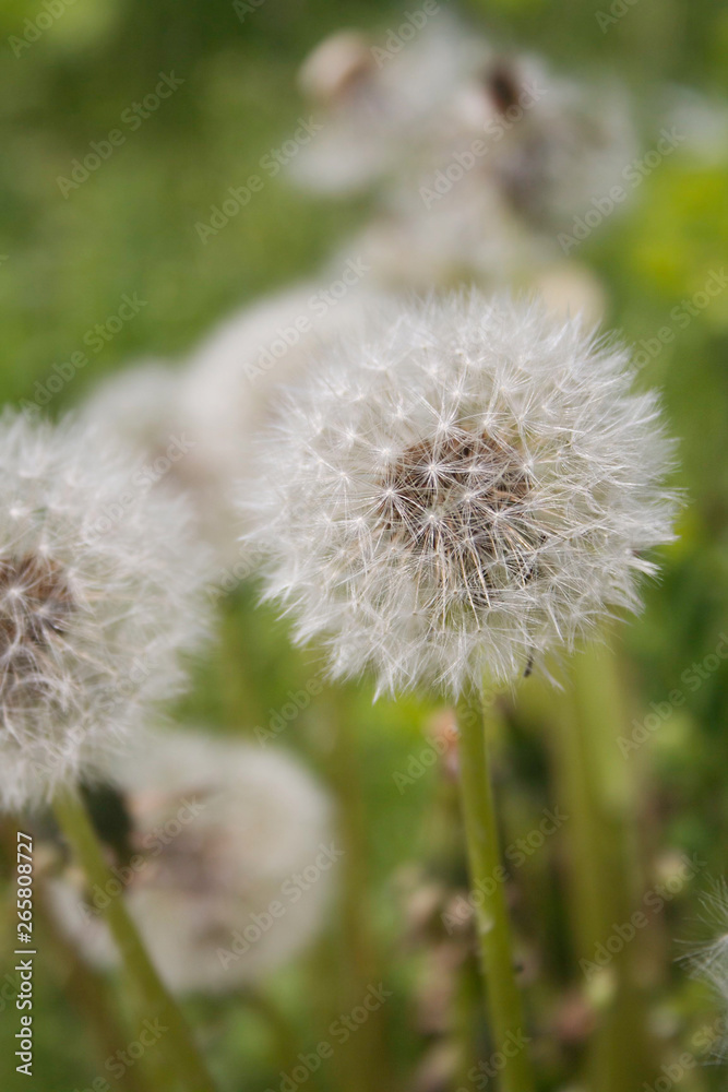 White dandelions in the meadow in springtime. Taraxacum