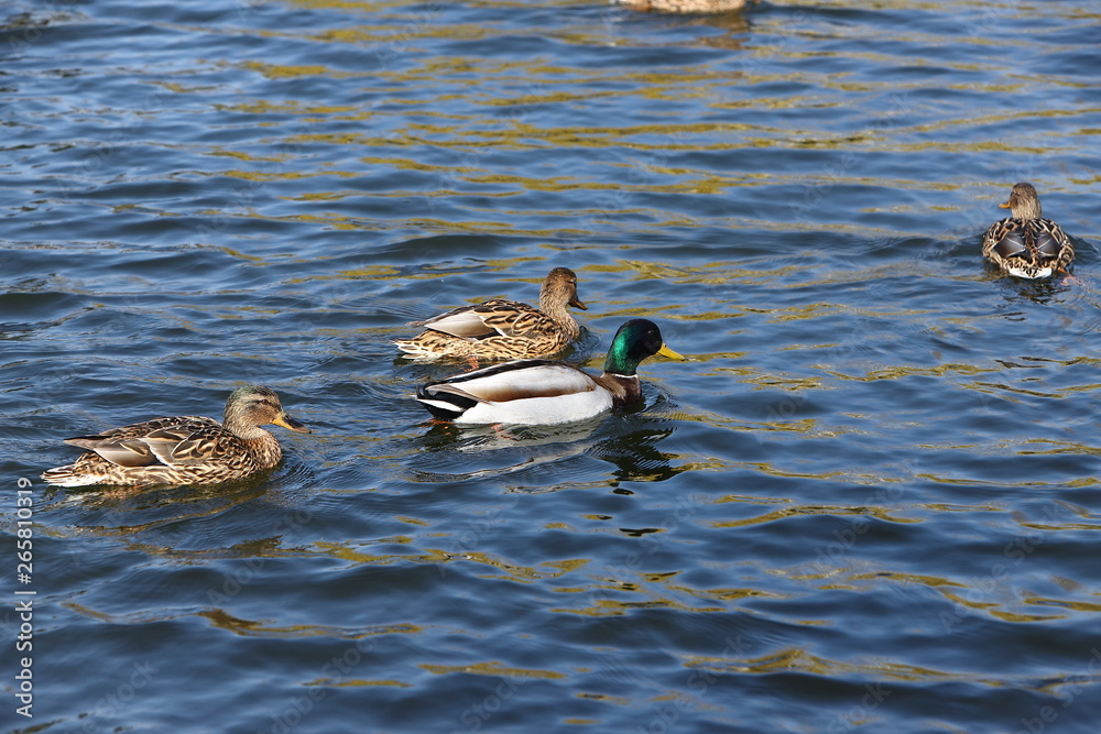 Duck on the lake. Beautiful water reflections on a lake with wild ducks
