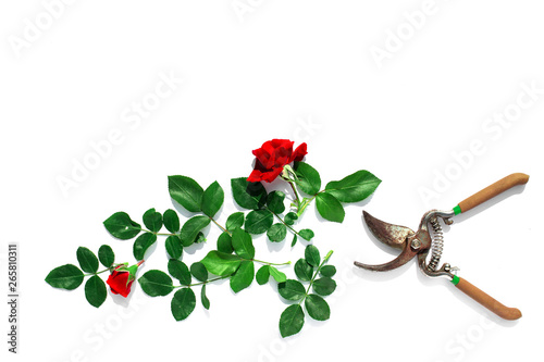 Fototapeta Naklejka Na Ścianę i Meble -  A garden pruner, flowers rose and green leaves isolated on a white background. Pruning plants in the garden. Gardening, creative concept. Top view.
