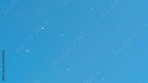 桜吹雪と青空のスローモーション (実写)