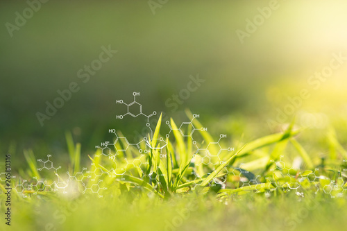 Plants background with biochemistry structure.