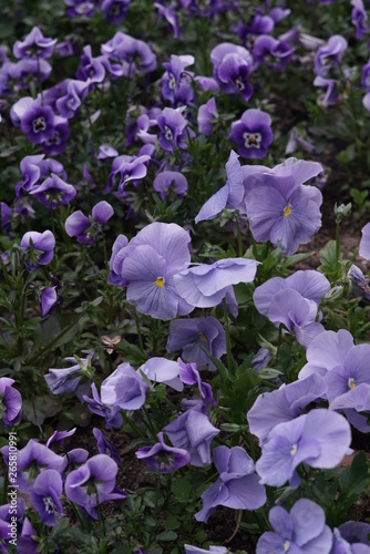 Violet pansy flowers blooming