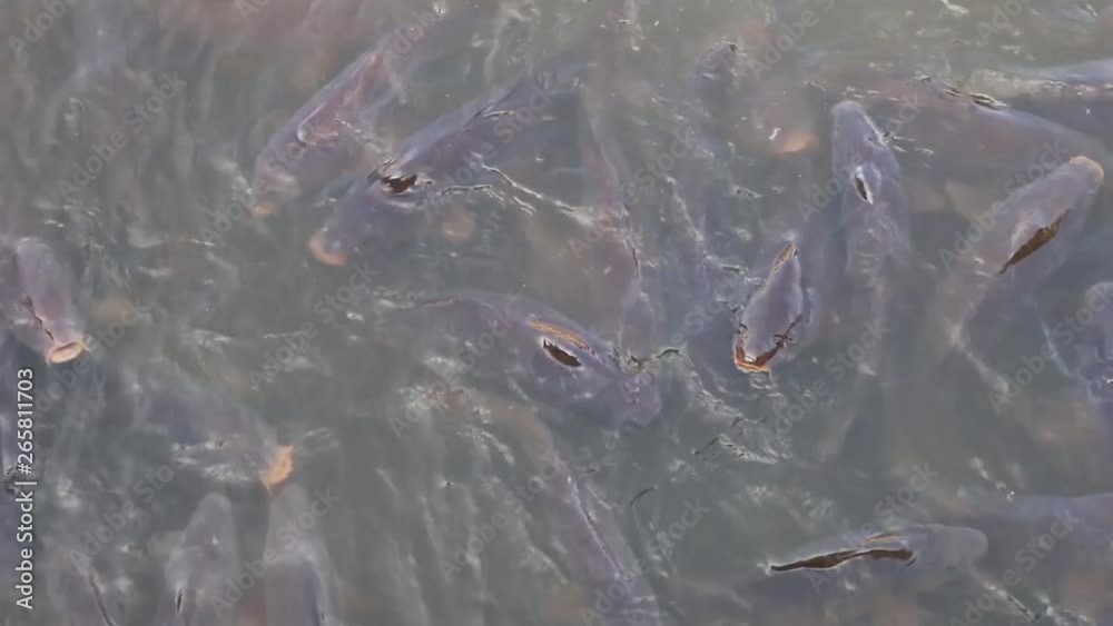 school of fresh water carp at surface of water school of fresh water carp at surface of water