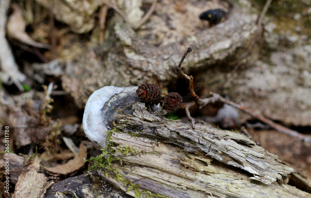Small cones lie on a piece of wood. Mushroom tinder grows nearby