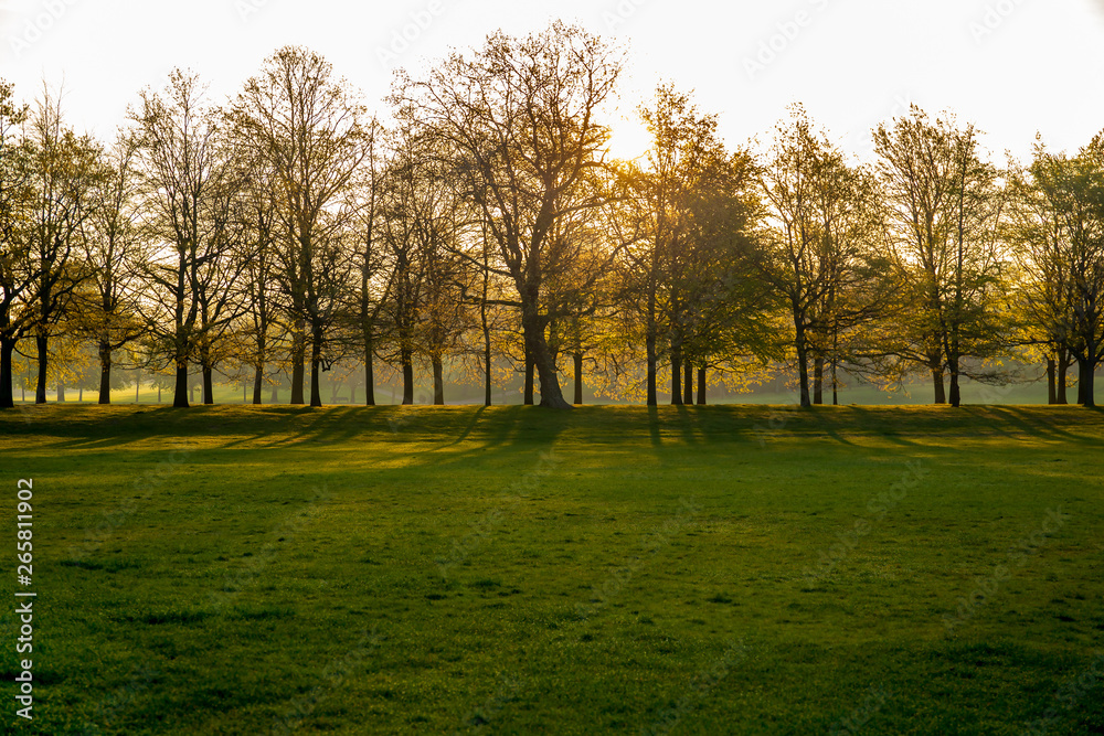 Silhouette Sunrise through a line of trees in the gree park. Silhouette Sunrise through a line of trees in the gree park.