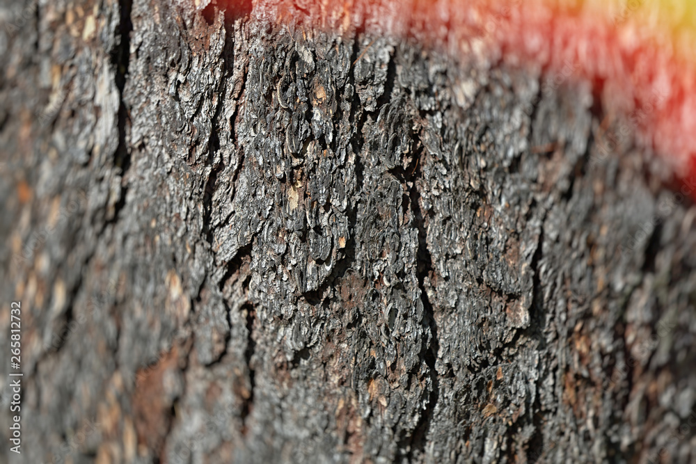 The textured surface of the bark of the old perennial deciduous tree The textured surface of the bark of the old perennial deciduous tree