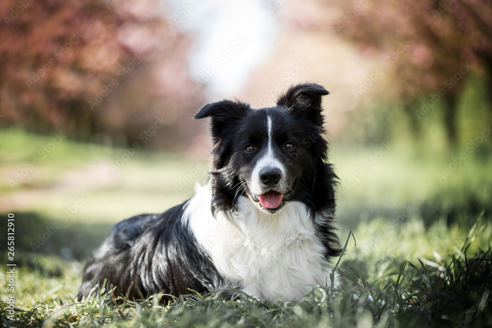 Border Collie