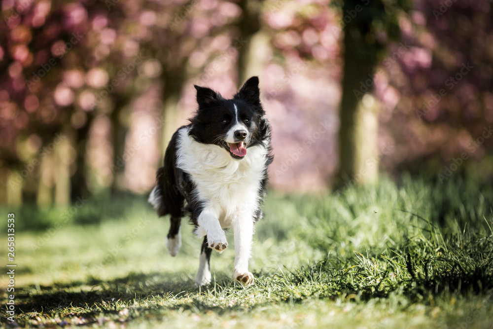 Border Collie Border Collie