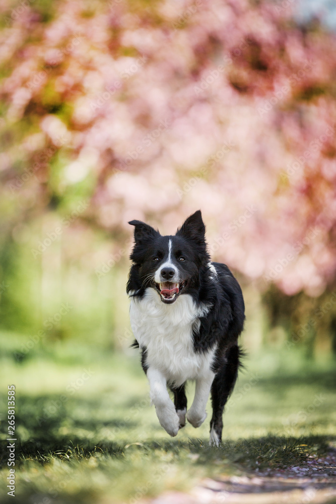Border Collie Border Collie