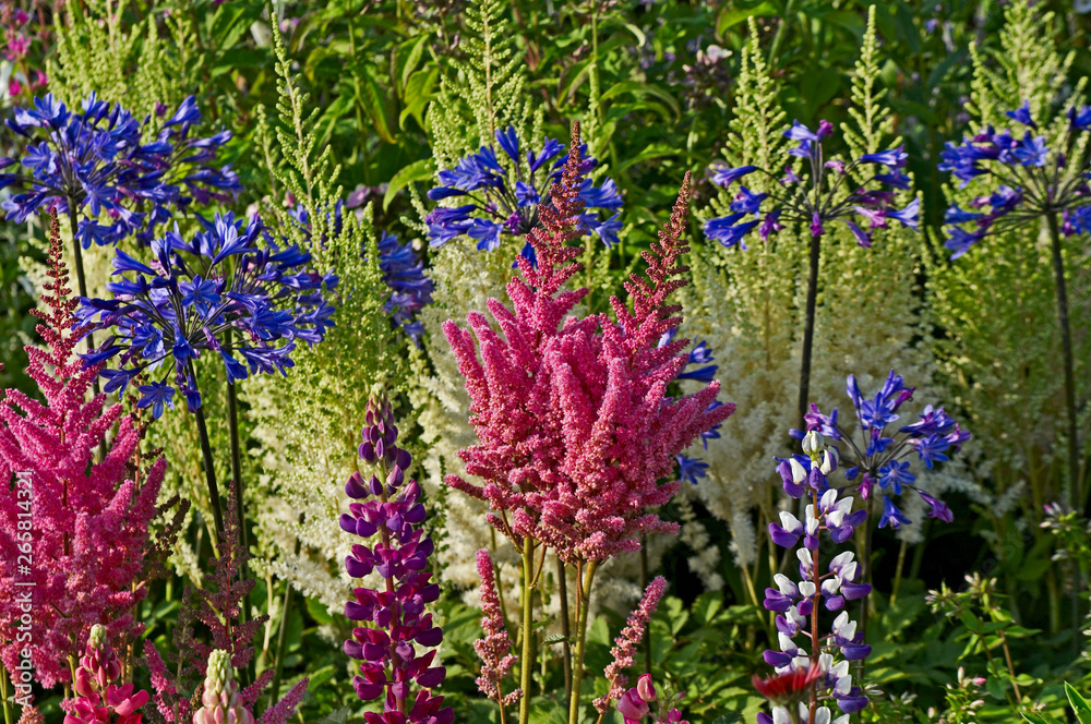 A colourful display of flowering lupins; astilbes; echinacea; agapanthus; achillea in a garden flower border A colourful display of flowering lupins; astilbes; echinacea; agapanthus; achillea in a garden flower border