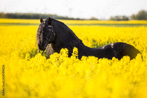 Schwarze Pferde im Raps Friese Hengst mit wunderschönem Behang im gelbem Feld mit tollem Behang und Langhaar photo