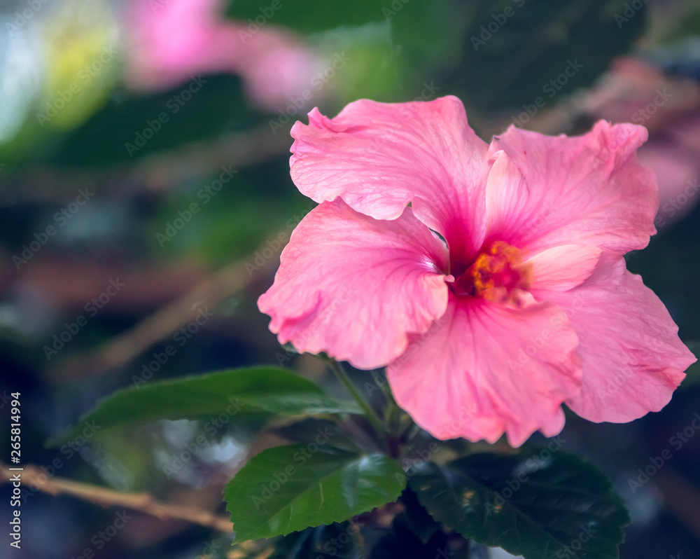 Hibiscus in full bloom Hibiscus in full bloom