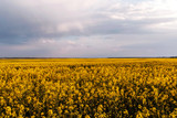 Landscape, yellow rapeseed field and sky. Spring, summer background.