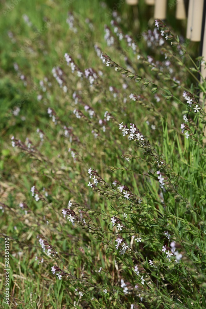 Small-flower catchfly (Silene gallica) Small-flower catchfly (Silene gallica)
