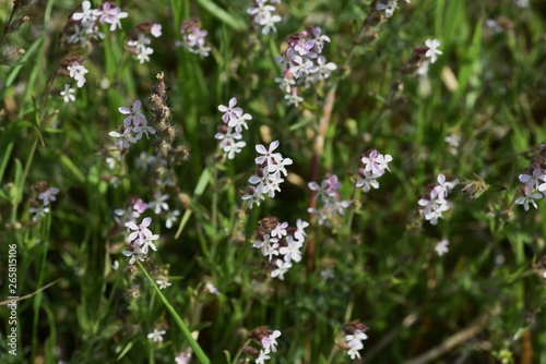 Small-flower catchfly (Silene gallica)