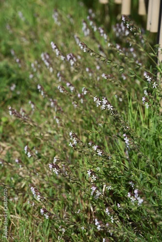 Small-flower catchfly (Silene gallica)