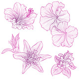 Vector illustration in line art style. Set of flowers of hibiscus, petunia, lily isolated on white background. Hand drawn botanical picture