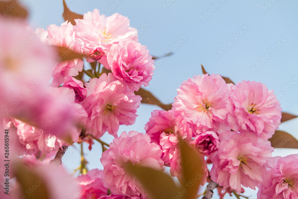 Sakura. Cherry blossom against blue sky in springtime. Sakura. Cherry blossom against blue sky in springtime.