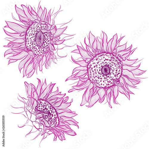 Vector illustration in line art style. Set of flowers of Sunflowers isolated on white background. Hand drawn botanical picture