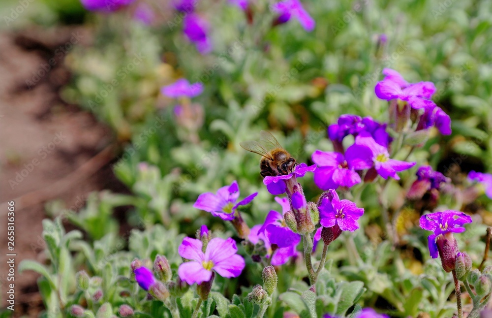 Bee and purple flowers, nature, blooming. Bee and purple flowers, nature, blooming.