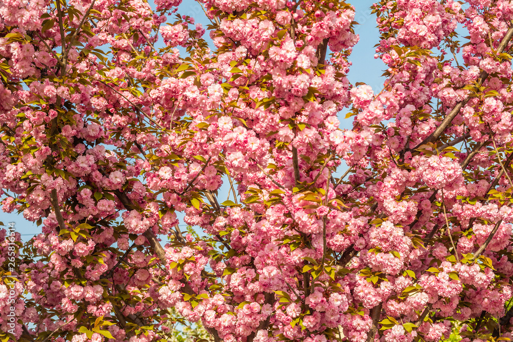 Sakura. Cherry blossom against blue sky in springtime. Sakura. Cherry blossom against blue sky in springtime.
