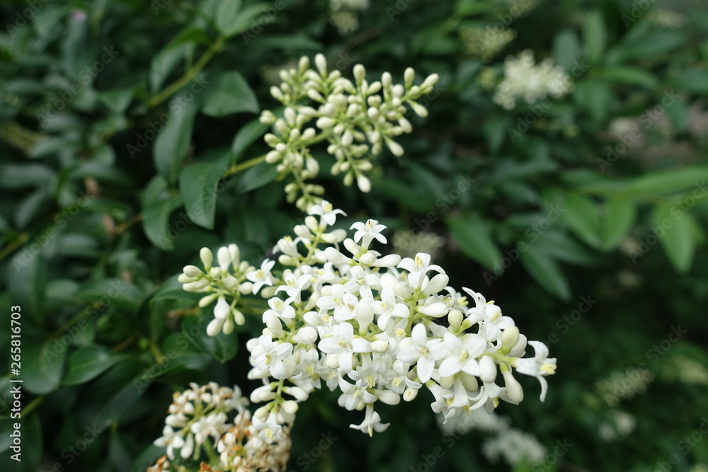 Buds and white flowers of common privet in spring Buds and white flowers of common privet in spring