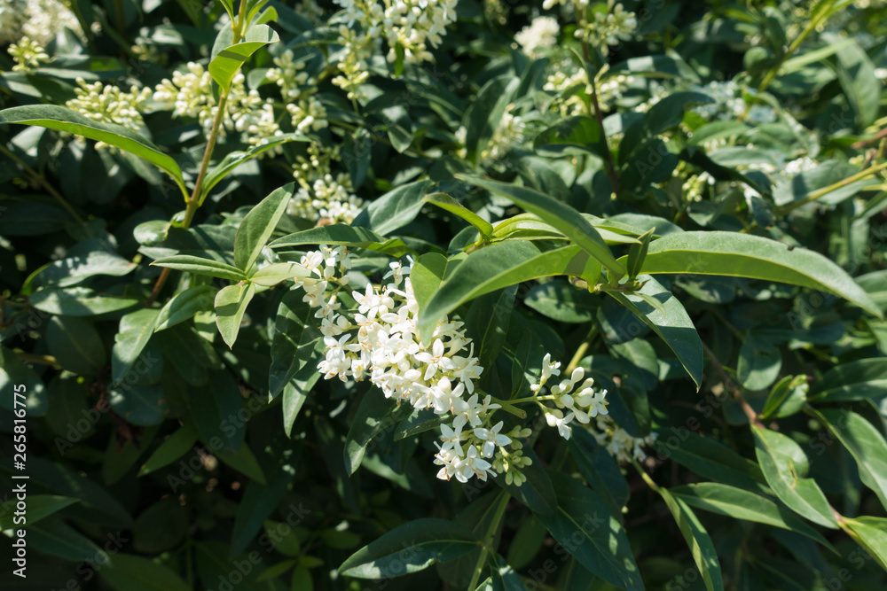 Creamy white flowers in the leafage of common privet Creamy white flowers in the leafage of common privet