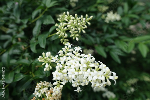 Buds and white flowers of common privet in spring