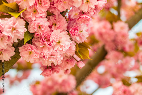 Sakura. Cherry blossom against blue sky in springtime. © perekotypole