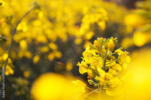Fotografija Landscape, yellow rapeseed field, close up