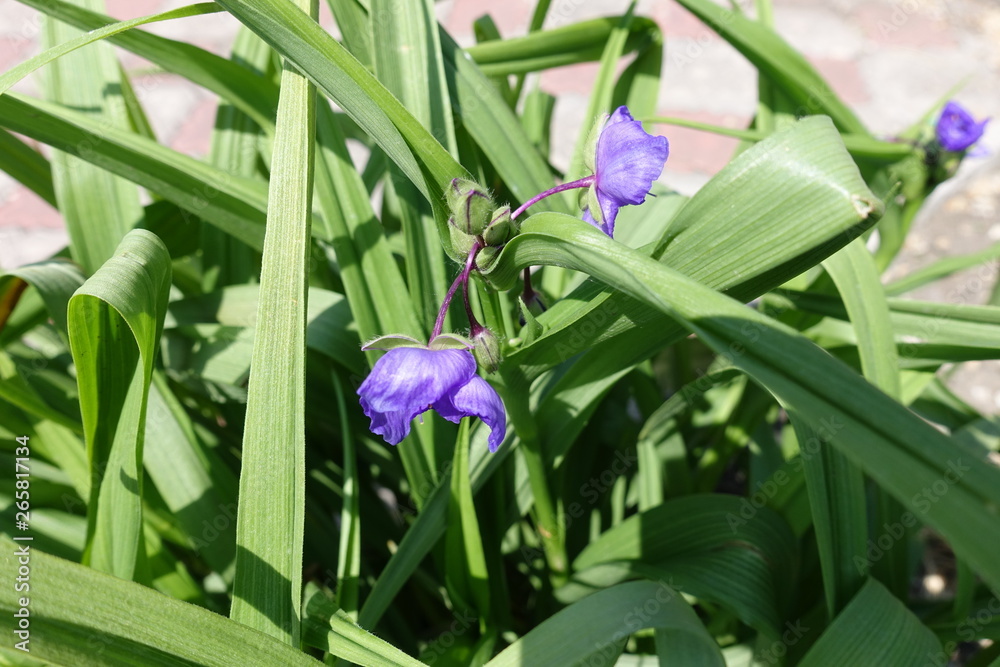 Fototapeta premium Thin long blade like leaves of spiderwort