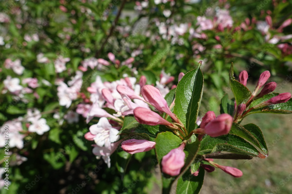 Closed flower buds of Weigela florida in spring
