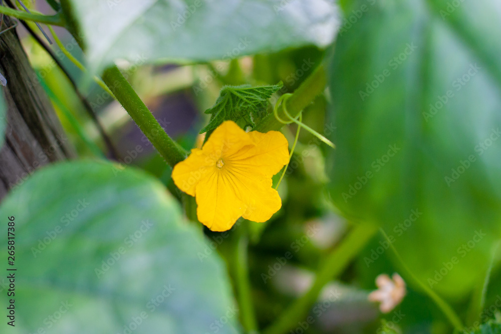 Young flowering cucumbers on branch in greenhouse. Plant with yellow flowers. Juicy fresh cucumber close-up macro on background of green leaves Young flowering cucumbers on branch in greenhouse. Plant with yellow flowers. Juicy fresh cucumber close-up macro on background of green leaves