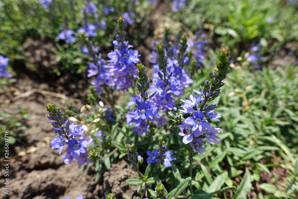 Closeup of flowering spikes of Veronica austriaca in May Closeup of flowering spikes of Veronica austriaca in May