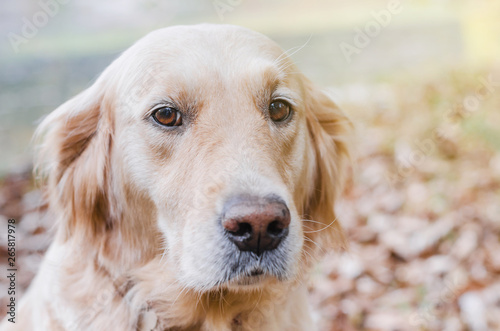 Dog breed Golden Retriever on a walk in the autumn park on yellow fall leaves