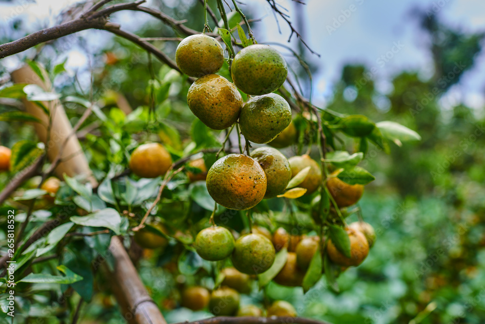 Orange mandarins on the tree. Ripe tangerine. Homegarden. A lot of fruit on the tree. Already ripe. View of green garden. Farming in autumntime. Picturesque day and gorgeous scene. Selective focus. Orange mandarins on the tree. Ripe tangerine. Homegarden. A lot of fruit on the tree. Already ripe. View of green garden. Farming in autumntime. Picturesque day and gorgeous scene. Selective focus.