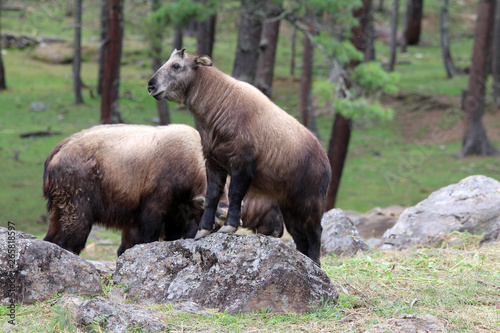 The Takin, also called cattle chamois or gnu goat, is a goat-antelope found in the eastern Himalayas and this one in Bhutan.