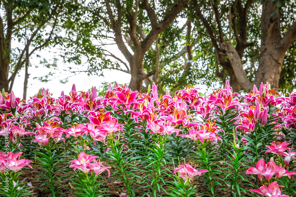 Pink Lily flowers in a garden Pink Lily flowers in a garden