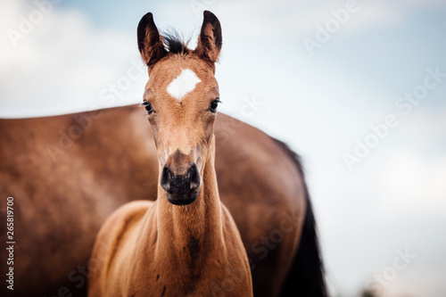 Fényképezés Fohlen Pferd Pferde hübsches braunes Fohlen im Sommer vor schönem blauen Himmel