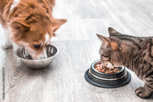 dog and a cat are eating together from a bowl of food. Concept cat and dog friendship