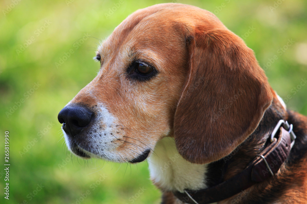 A Beagle dog – hare and rabbits hunter. Dog beagle with collar on the green background is looking into the distance