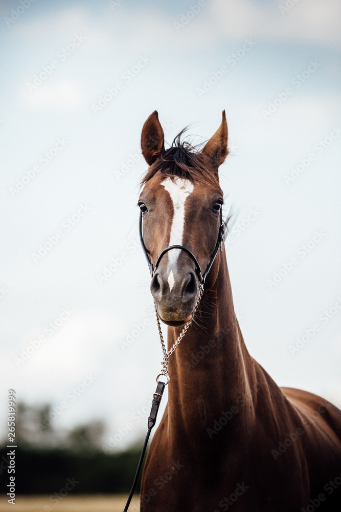 Obraz premium Dunkelfuchs Stute Pferd Warmblut 